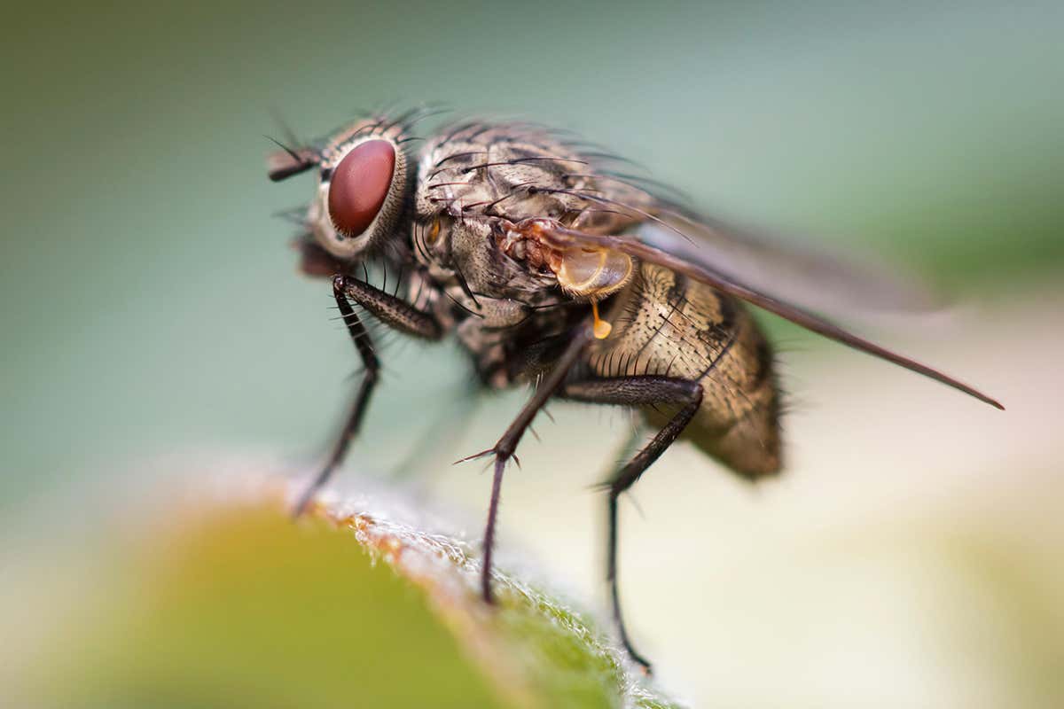 A housefly