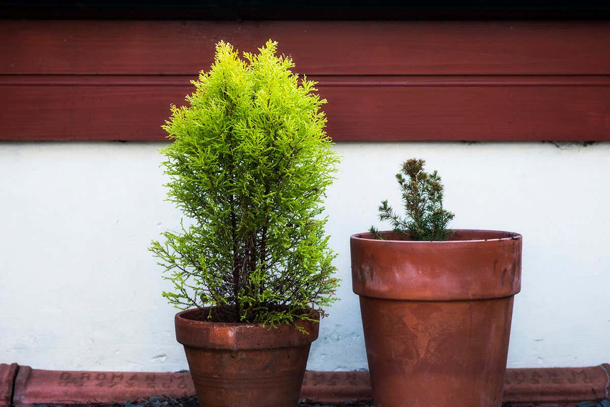 If plants communicate via their roots, do they get lonely in pots?
