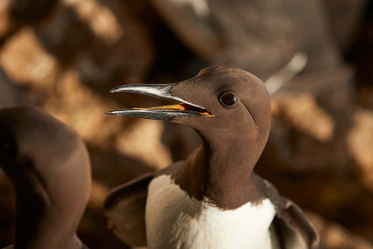 guillemot