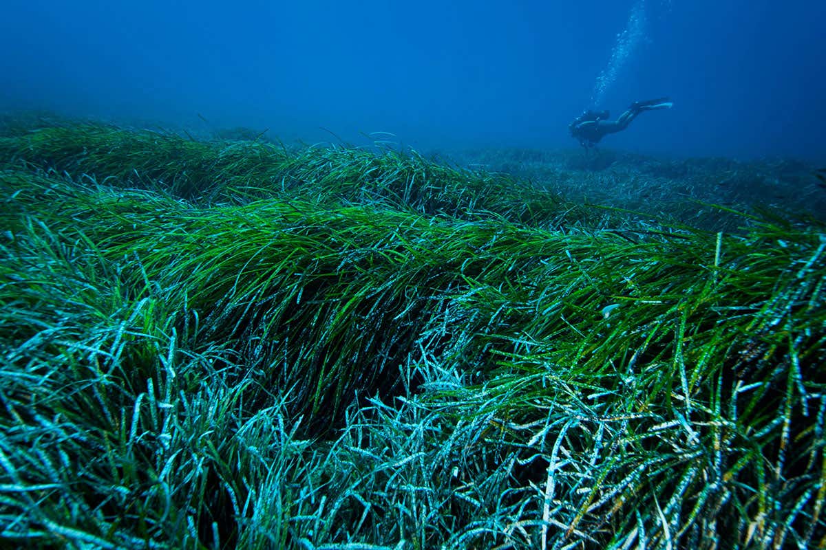 seagrass