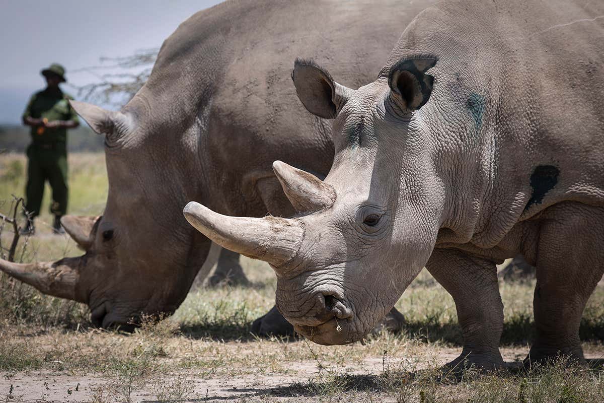 Northern white rhino Fatu (right) and southern white rhino Tauwo (left) are fed by a caretaker in Ol Pejeta Conservancy in Kenya