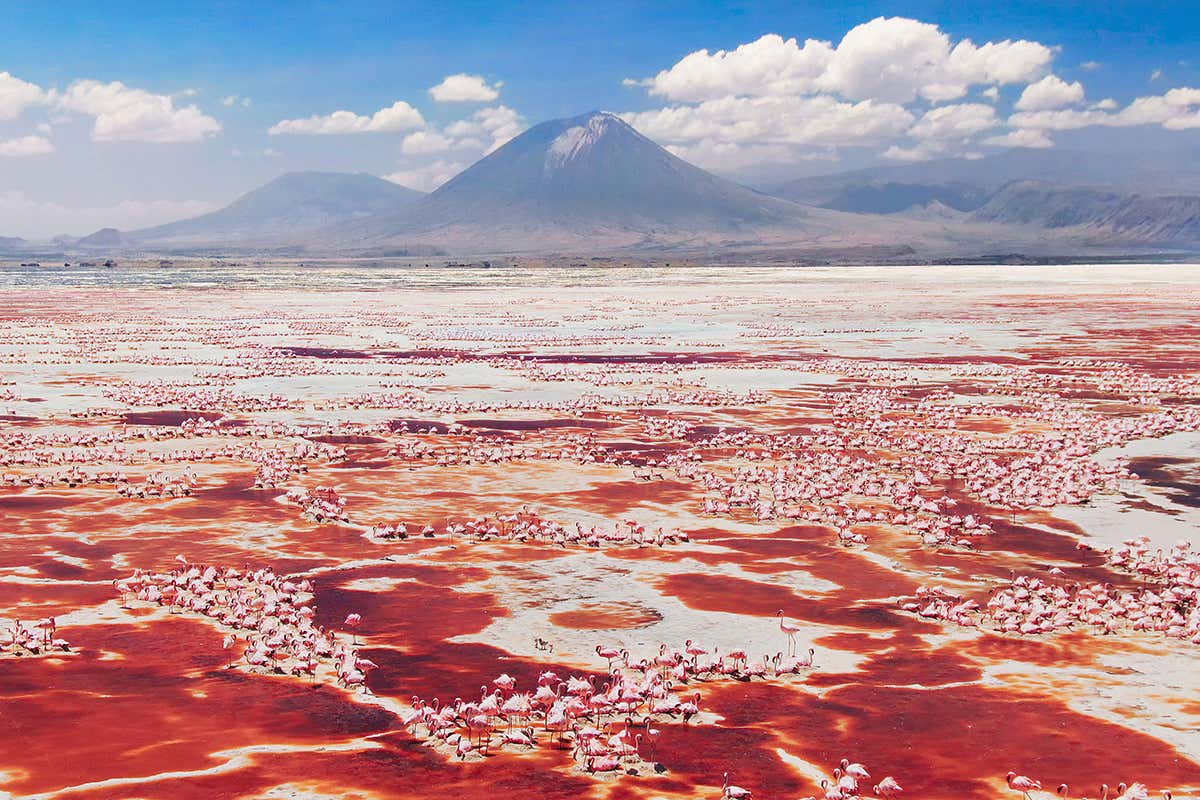 Over 1.5 million flamingos gather on the soda flats of Lake Natron in northern Tanzania