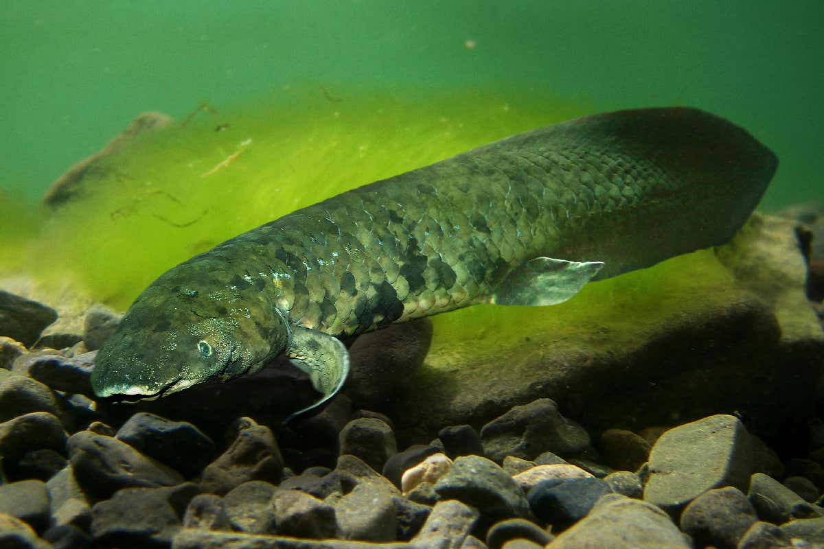 lungfish