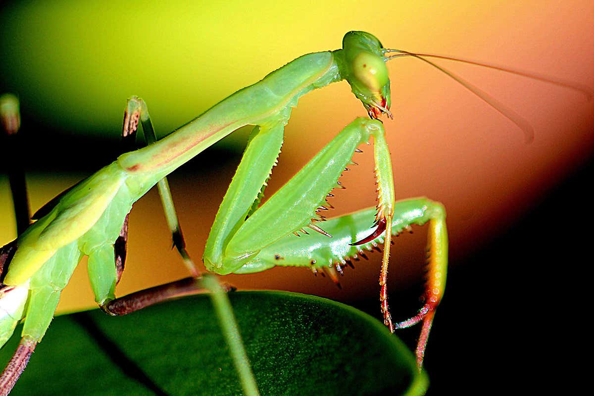 praying mantis