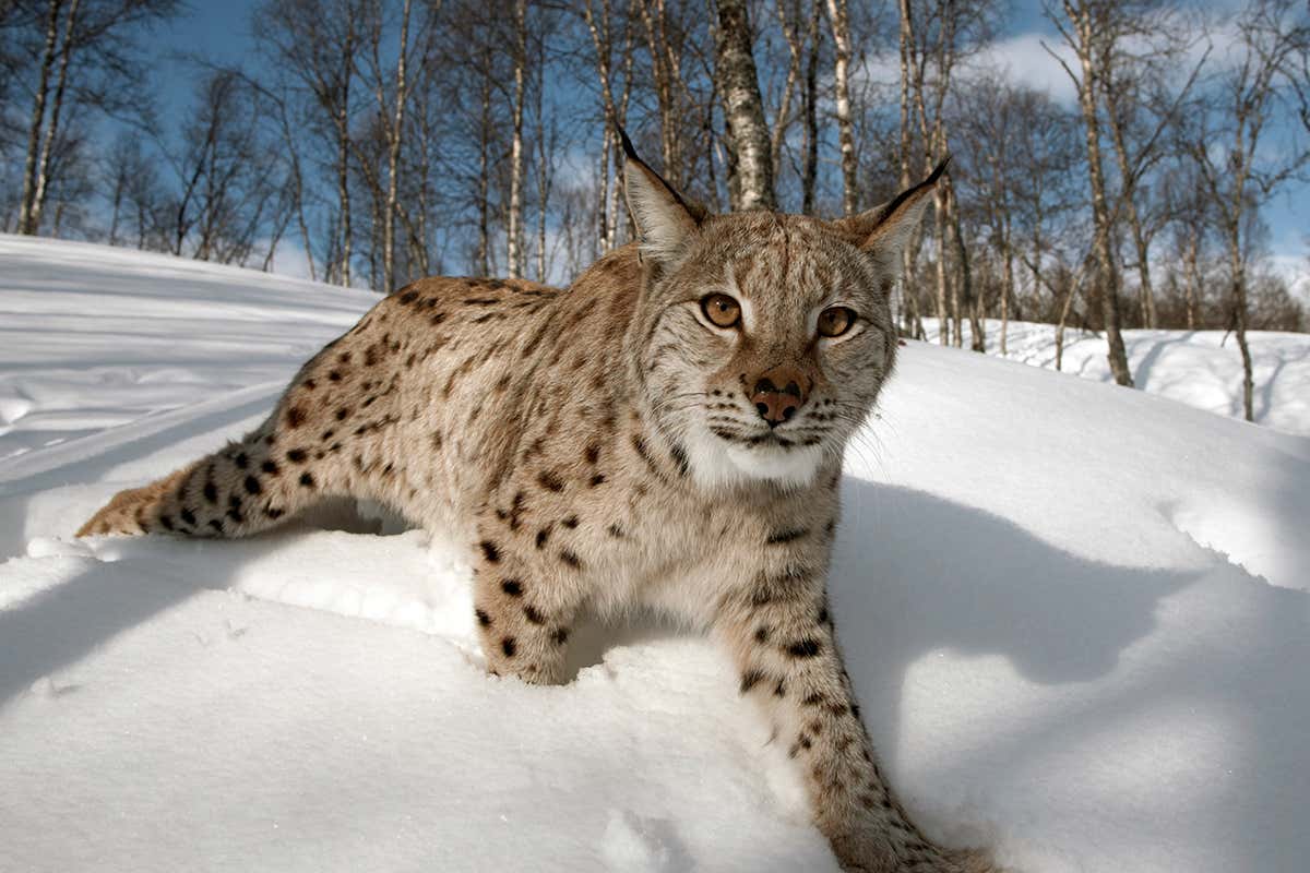 lynx