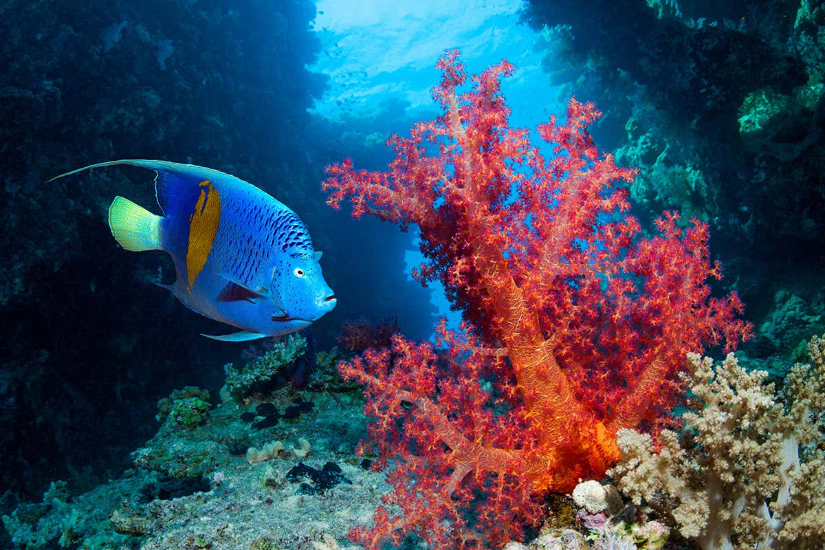 New Scientist. Science news and long reads from expert journalists, covering developments in science, technology, health and the environment on the website and the magazine.