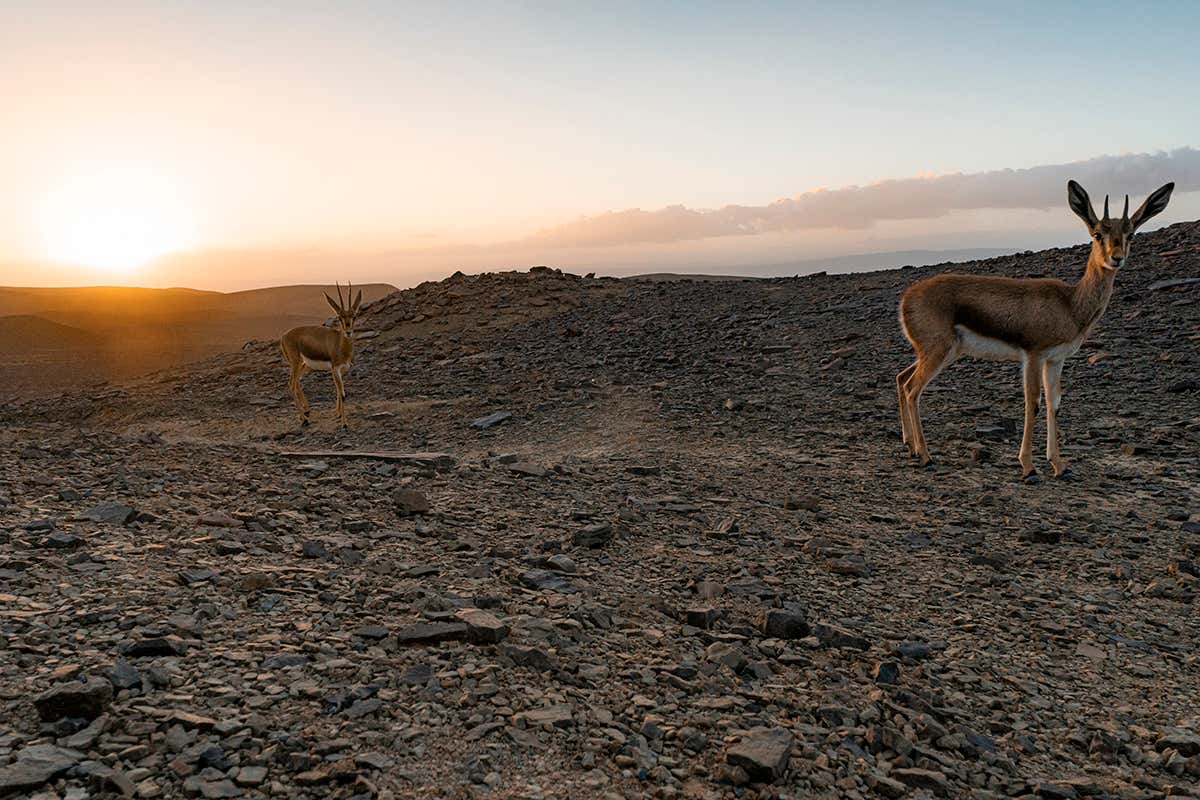 First ever high-res image taken of rare gazelles in a desert setting