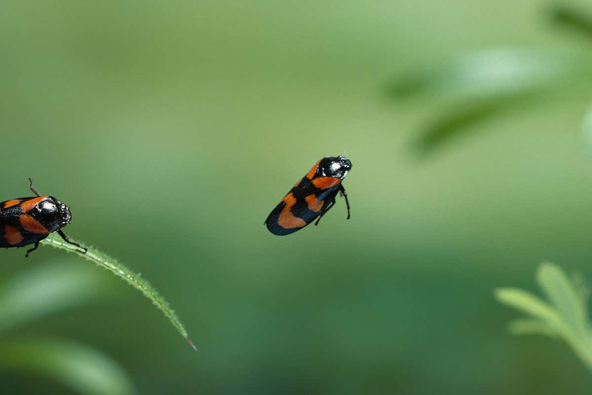 froghopper