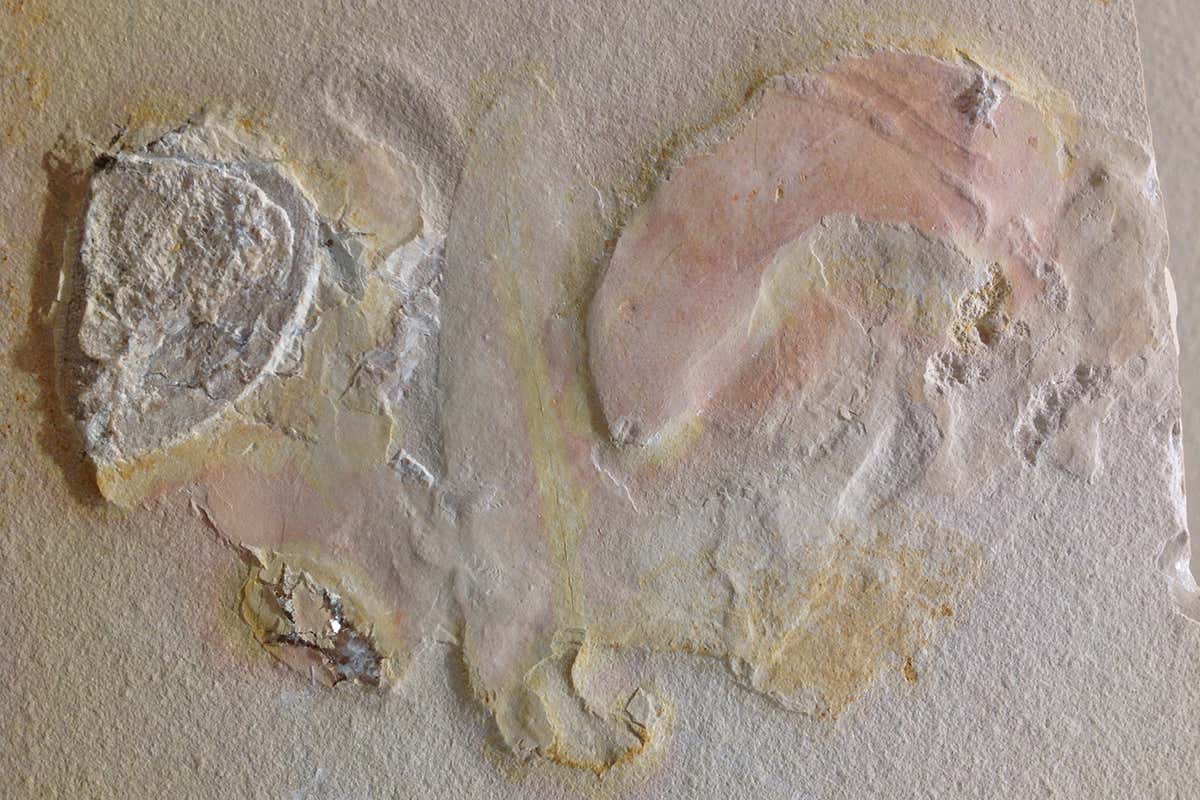 A fossil of an ammonite without its shell