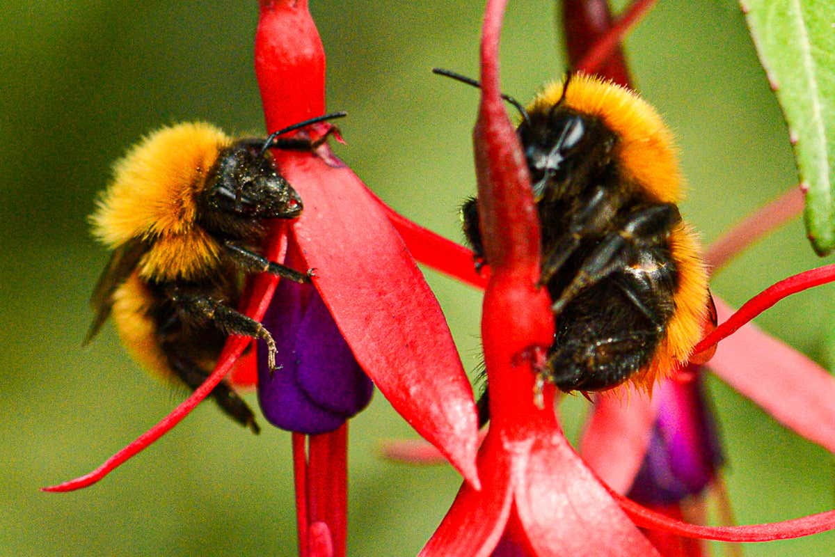 A quarter of all known bee species haven't been seen since the 1990s