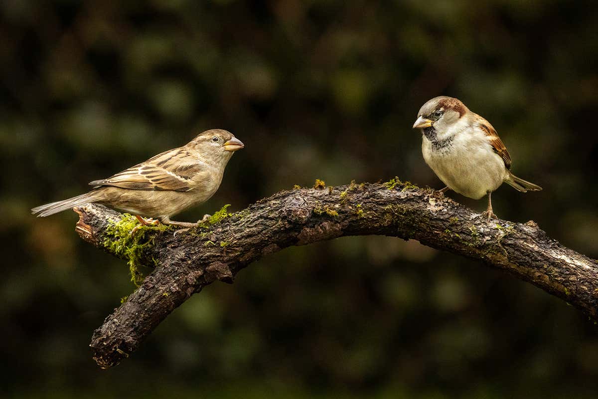 sparrows