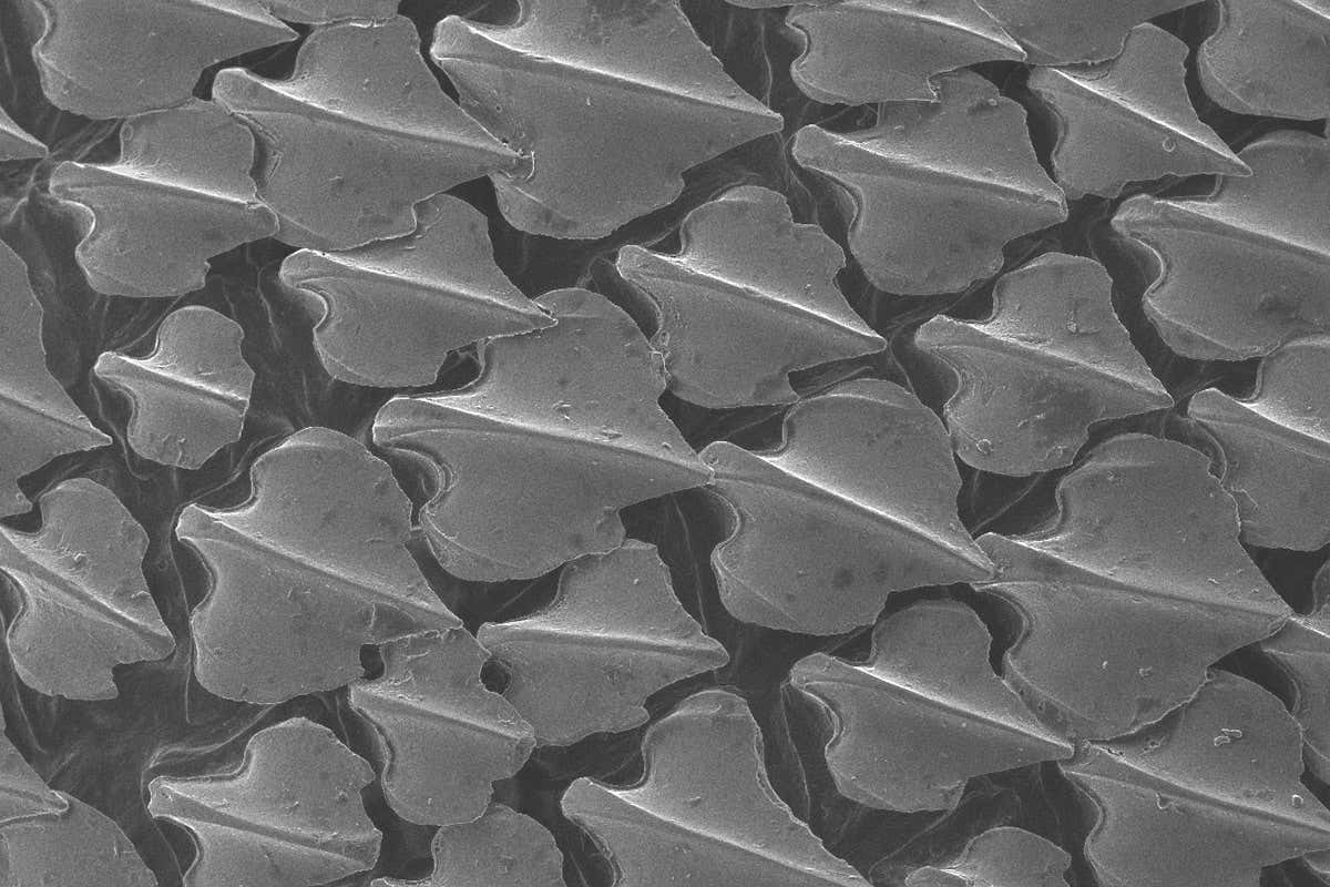 shark scales