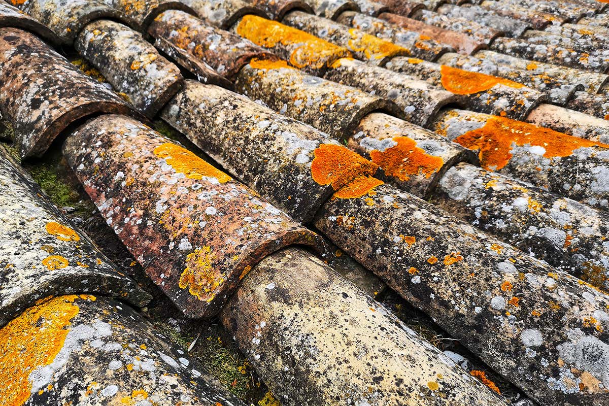How do lichens survive on baking hot roofs?