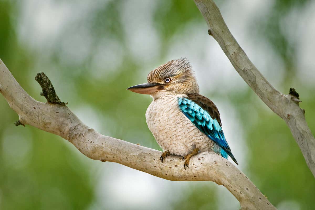 Are birds that walk more advanced than those that hop? (continued)