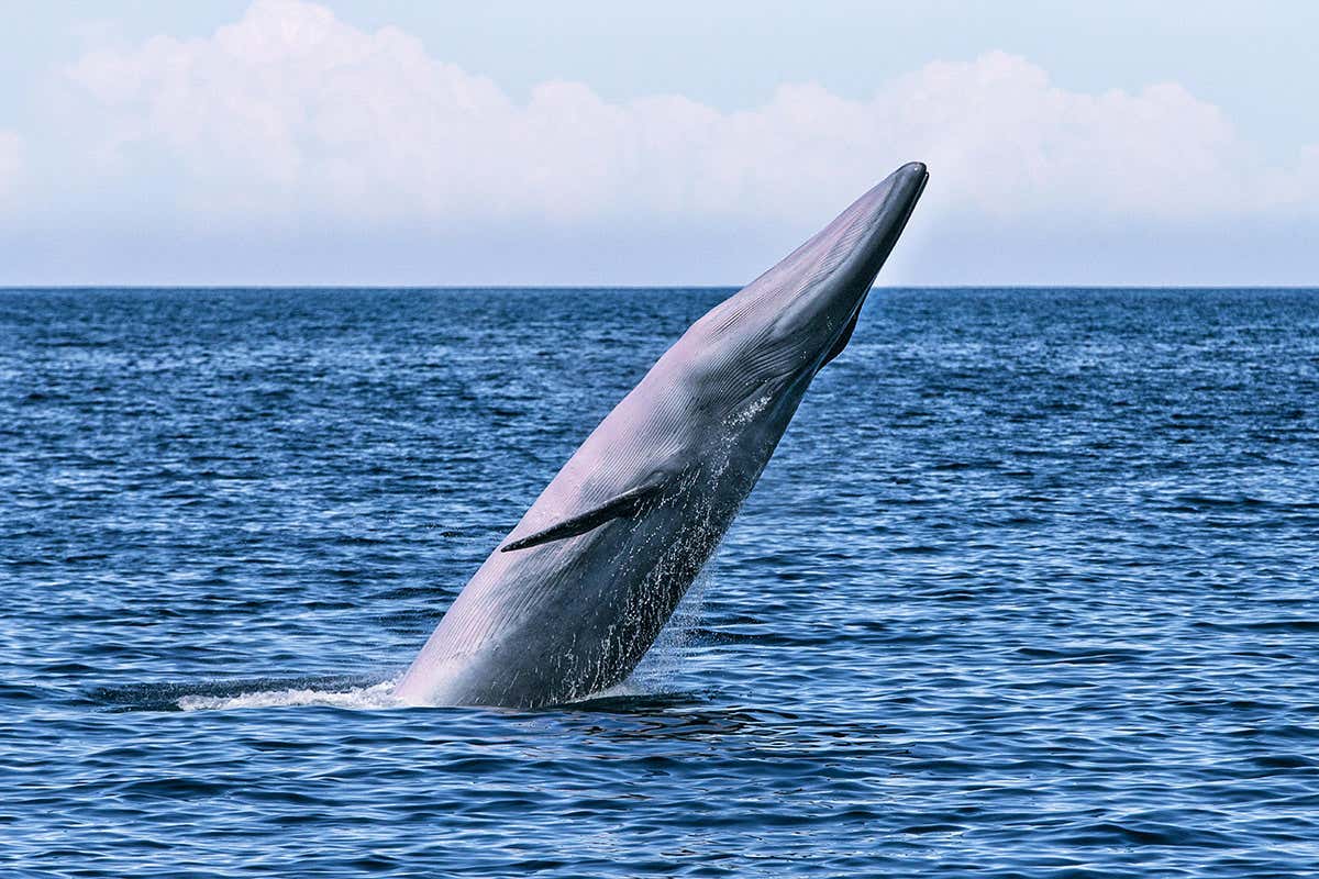 New Scientist. Science news and long reads from expert journalists, covering developments in science, technology, health and the environment on the website and the magazine.