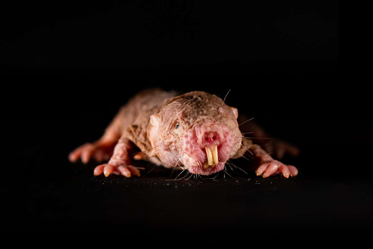 Naked mole rats mimic the dialect of their colony’s queen
