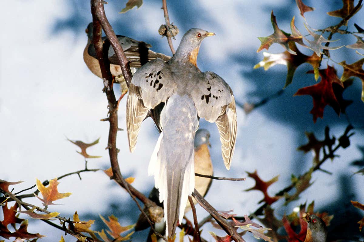 passenger pigeon