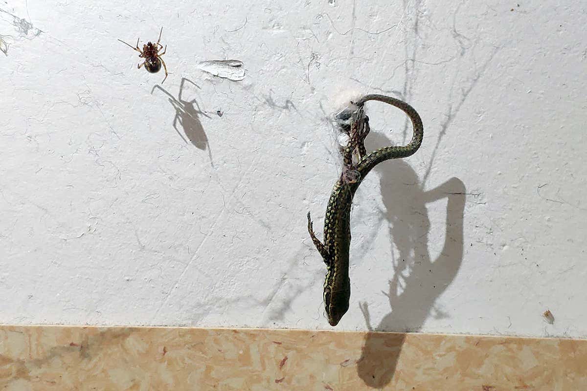 spider and lizard