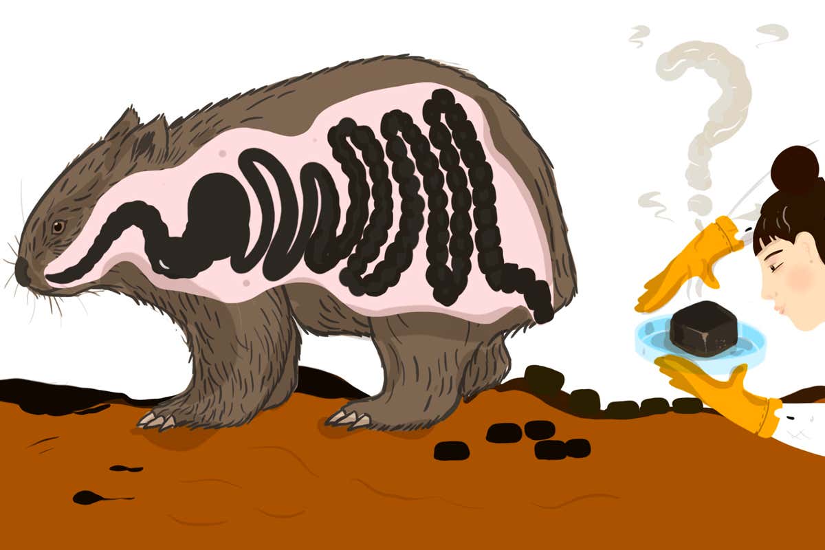 We have finally discovered how wombats make cube-shaped poos