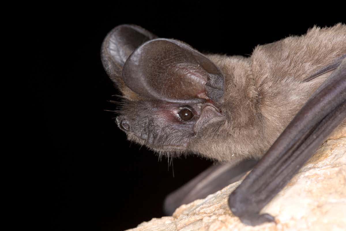 bat