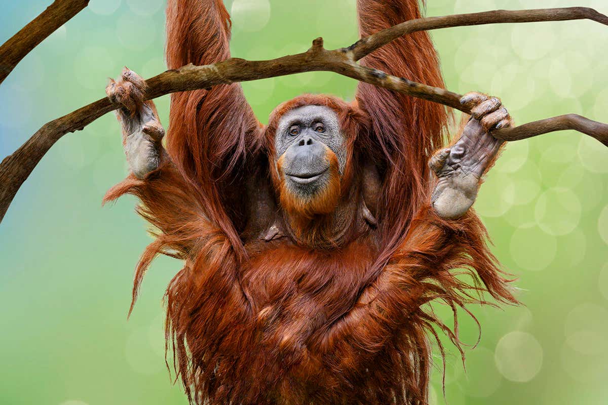 orangutan