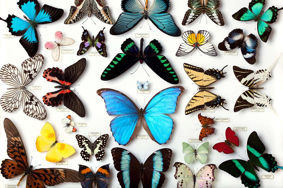 Butterfly collection