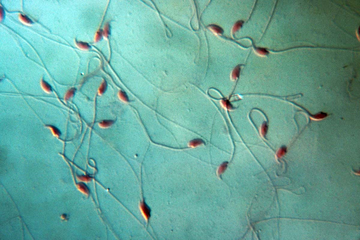 Some mouse sperm try to sabotage rivals in race to fertilise the egg