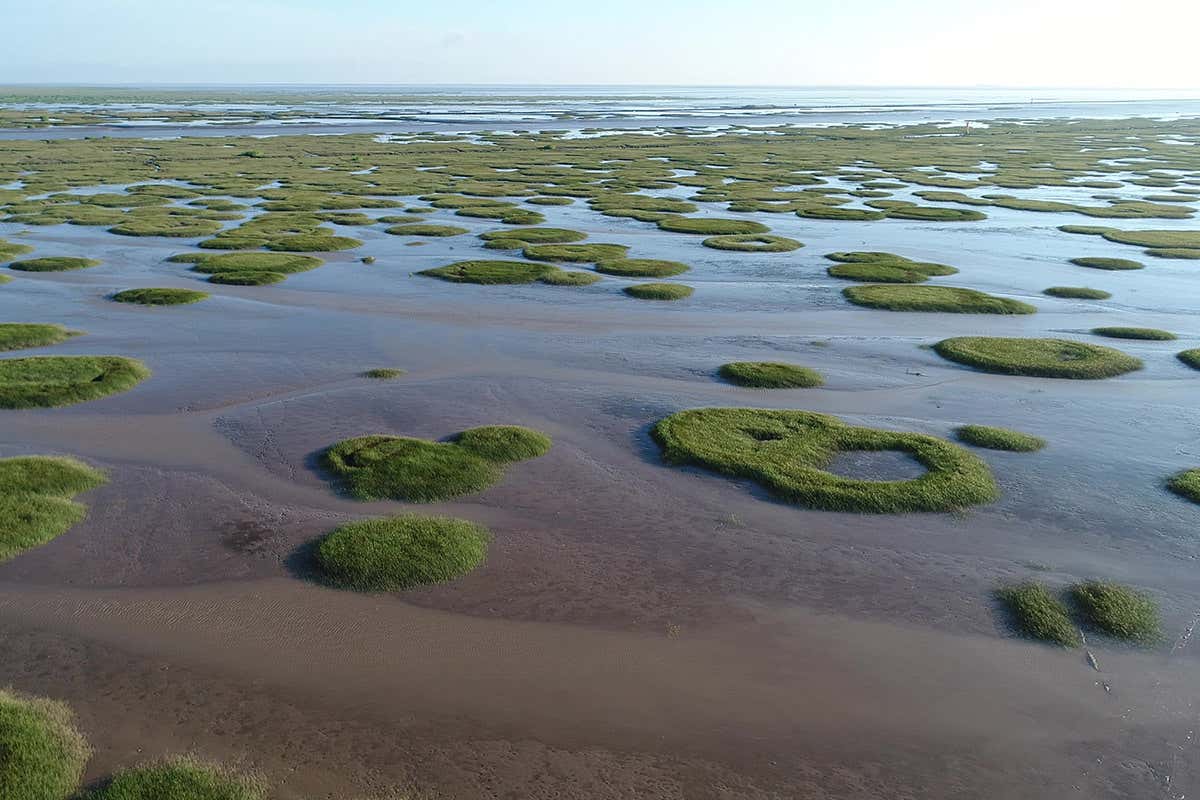 Salt marsh fairy circles go from rings to bullseyes to adapt to stress