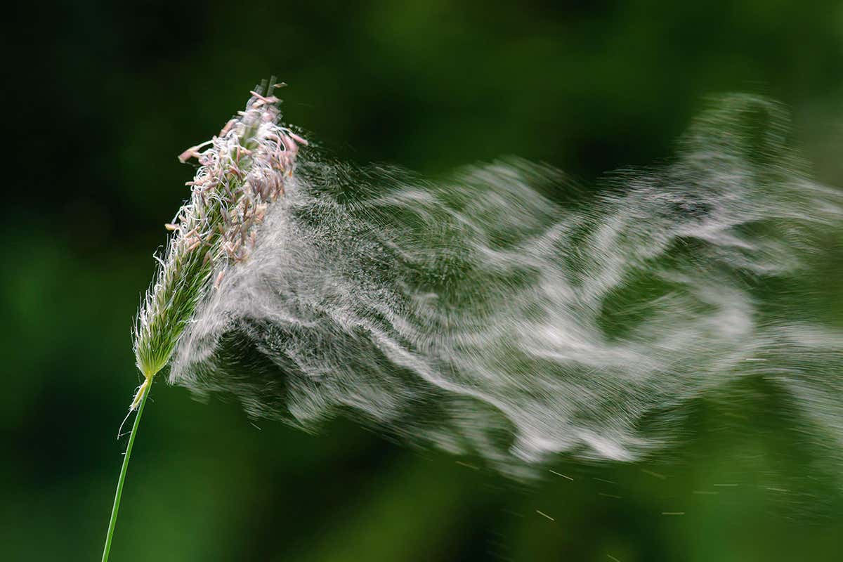 Climate change is making US hay fever season longer and more intense