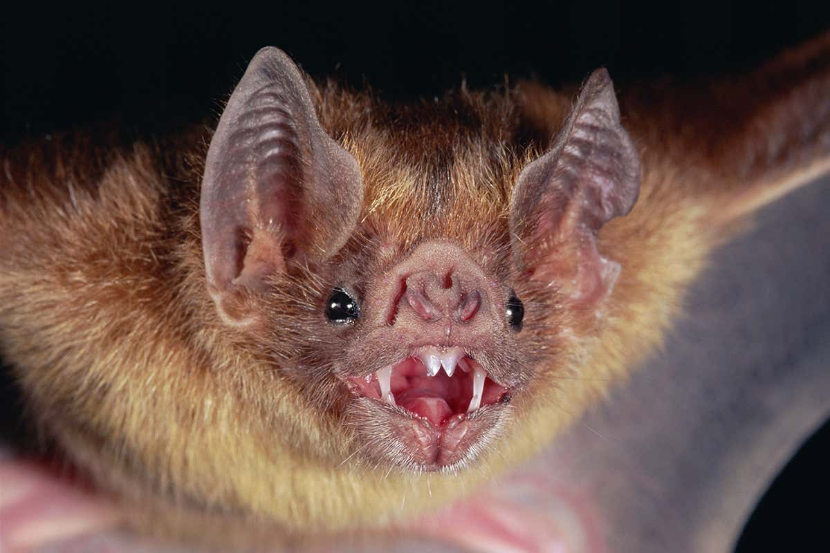 vampire bat