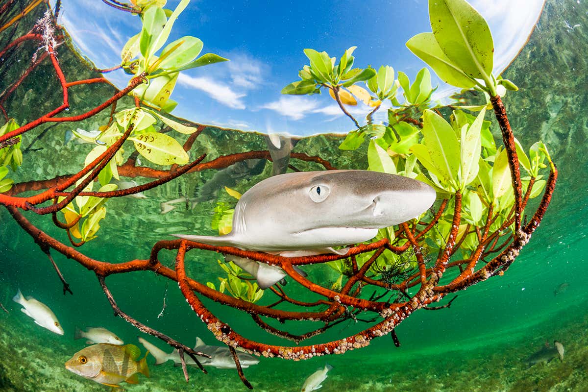 Stunning picture shows a baby lemon shark learning the ropes