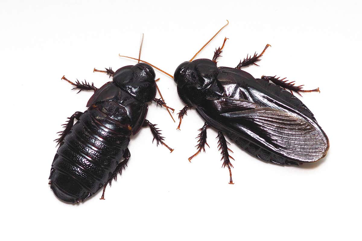 Cannibal cockroaches nibble each other’s wings after they have mated