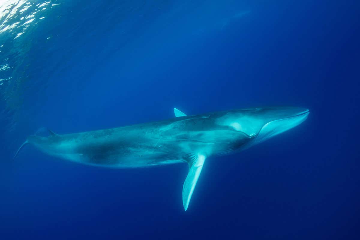 Sound waves from fin whale songs could help us study Earth’s crust