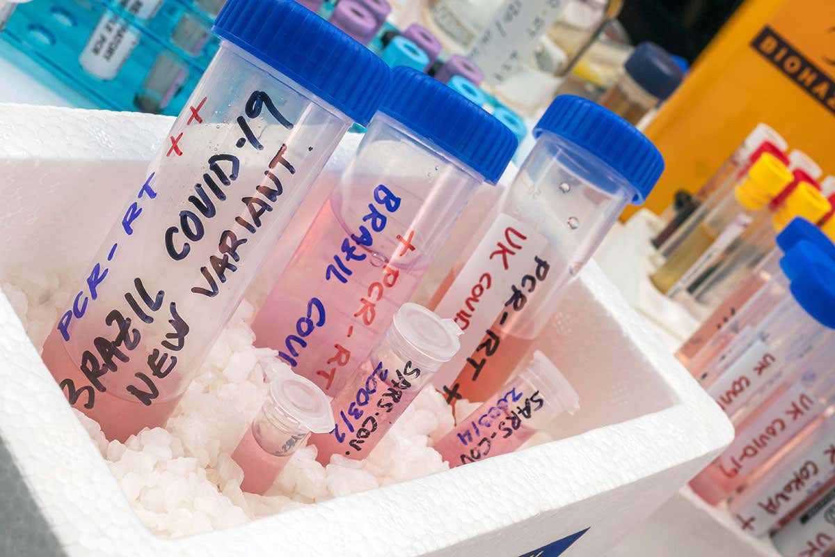 Brazil covid variant