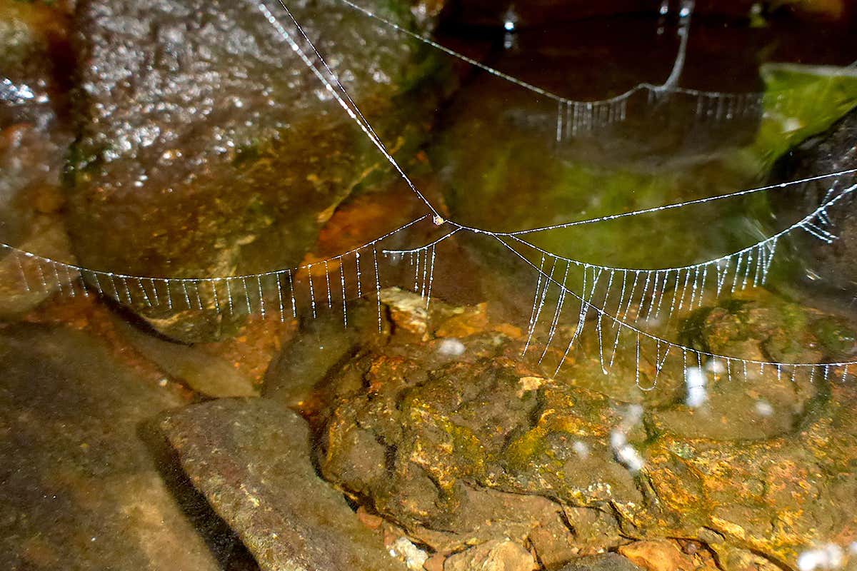 water web