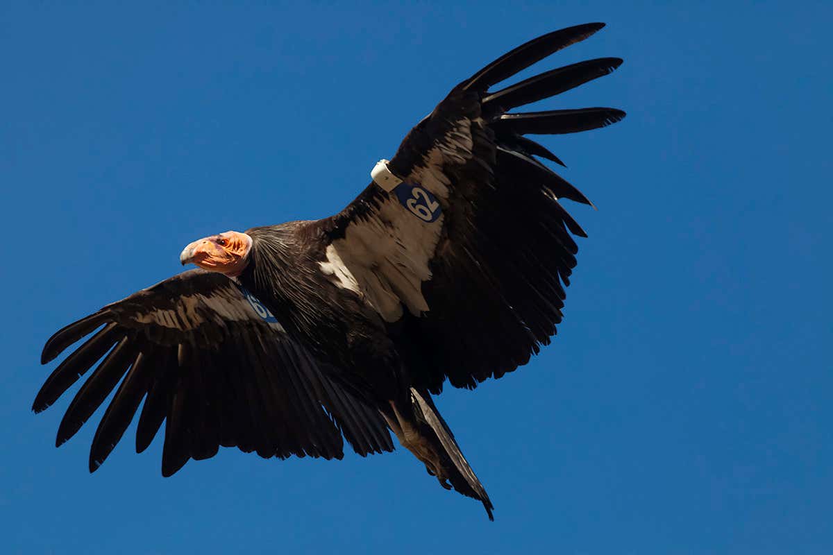 New Scientist. Science news and long reads from expert journalists, covering developments in science, technology, health and the environment on the website and the magazine.