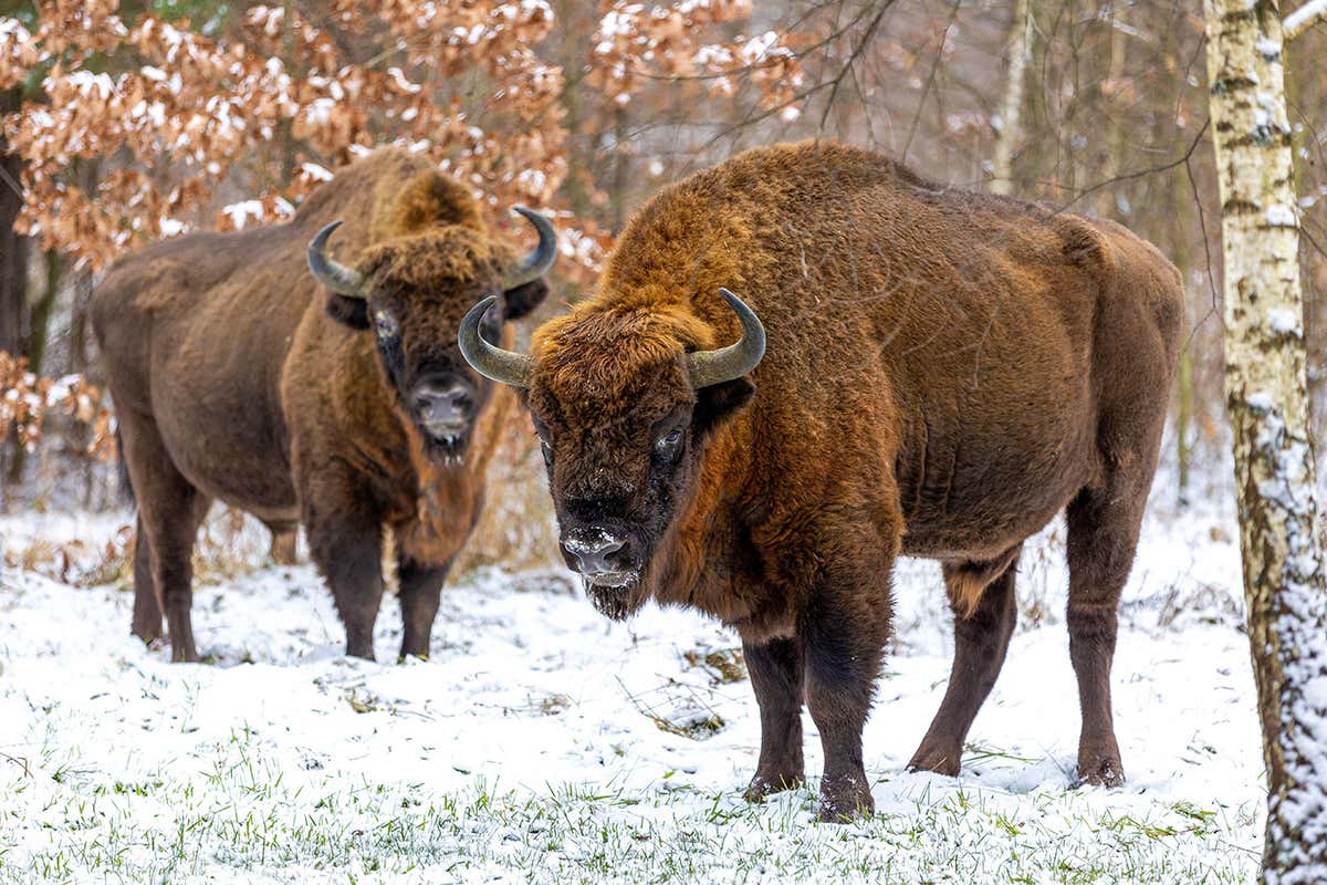 New Scientist. Science news and long reads from expert journalists, covering developments in science, technology, health and the environment on the website and the magazine.