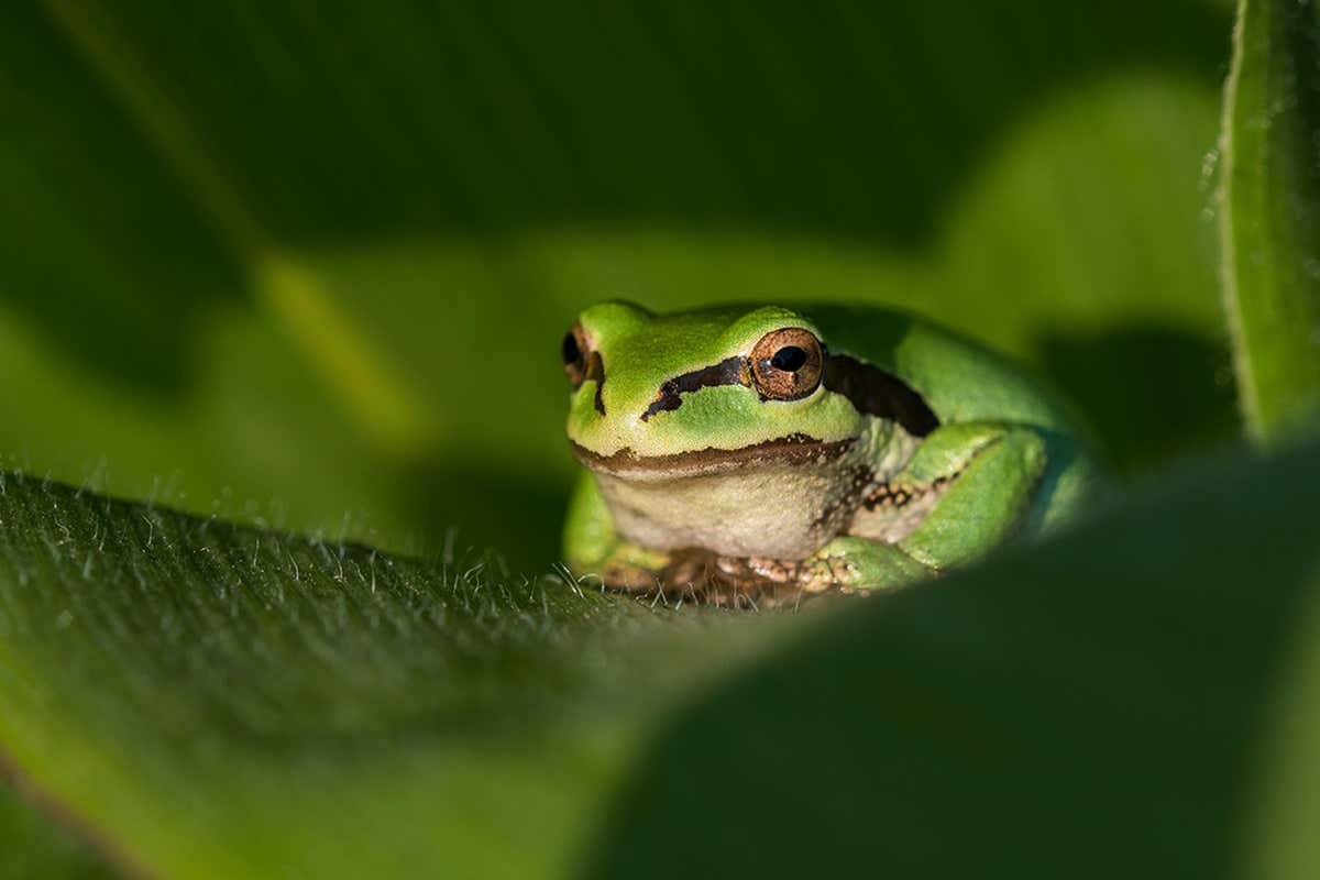 tree frog