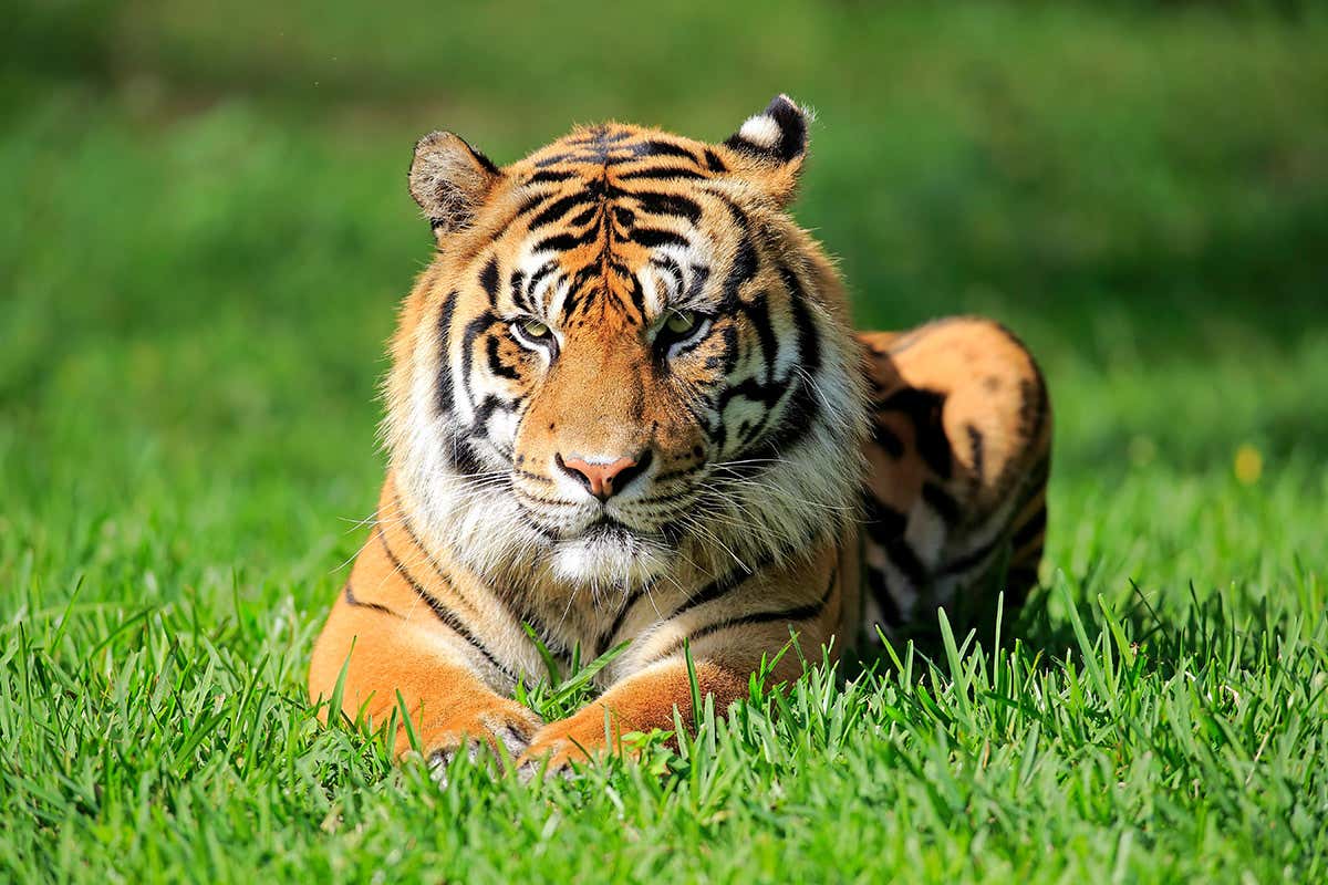 New Scientist. Science news and long reads from expert journalists, covering developments in science, technology, health and the environment on the website and the magazine.