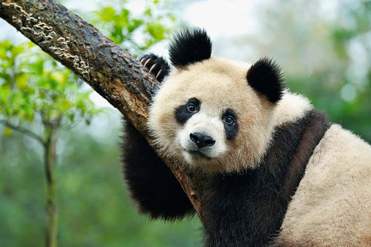 New Scientist. Science news and long reads from expert journalists, covering developments in science, technology, health and the environment on the website and the magazine.