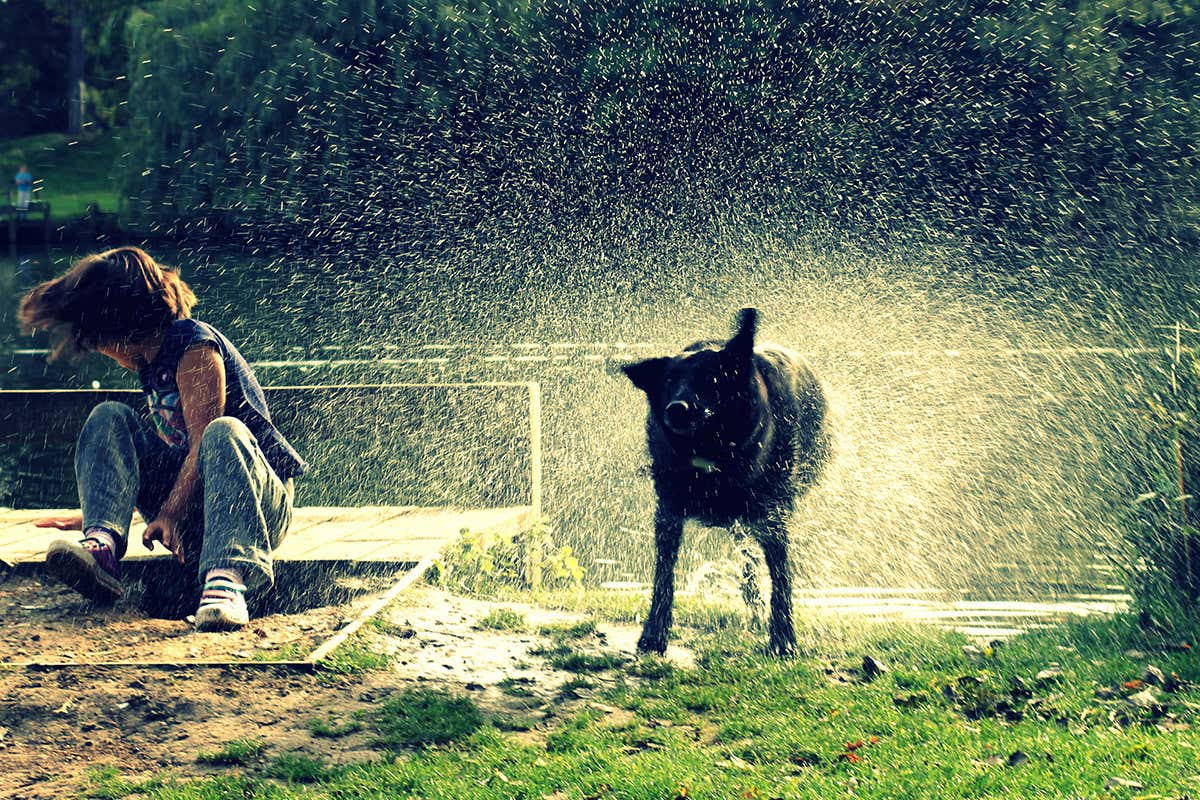 Why do wet dogs like to shake themselves dry beside people?