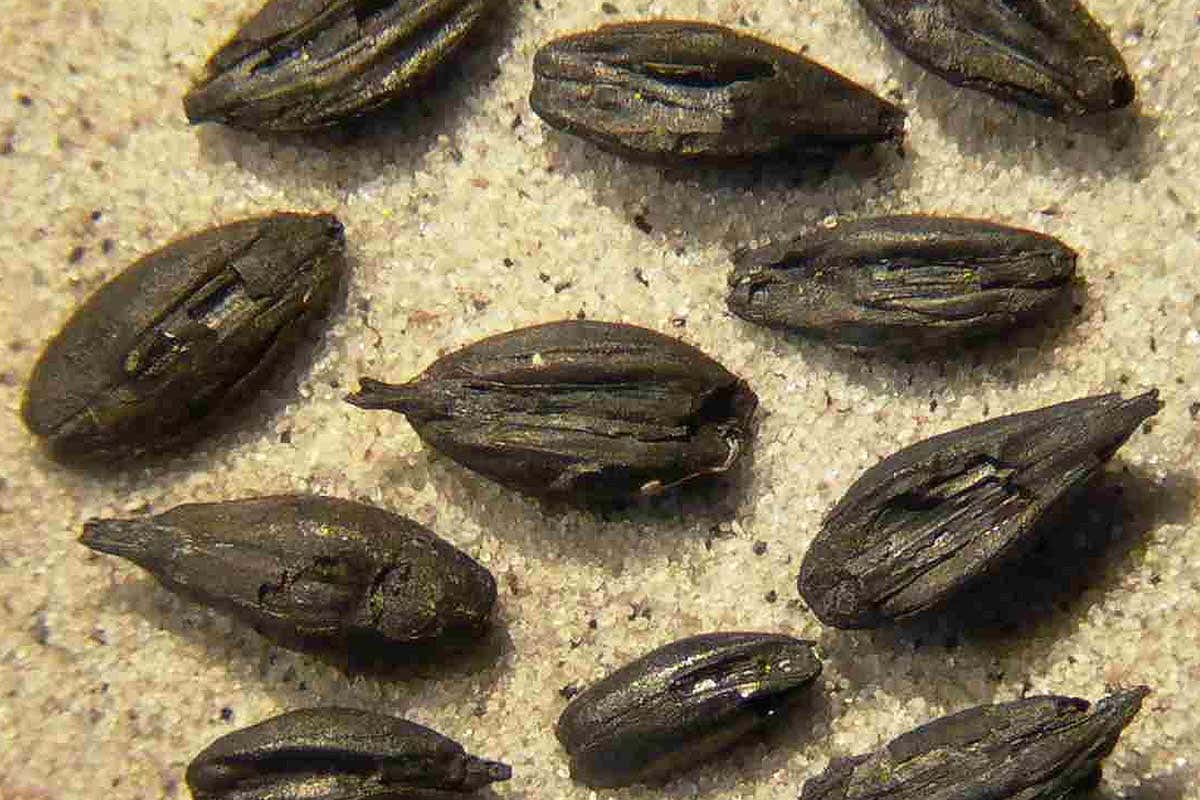 Oldest evidence of malted barley shows ancient Scandinavians made beer