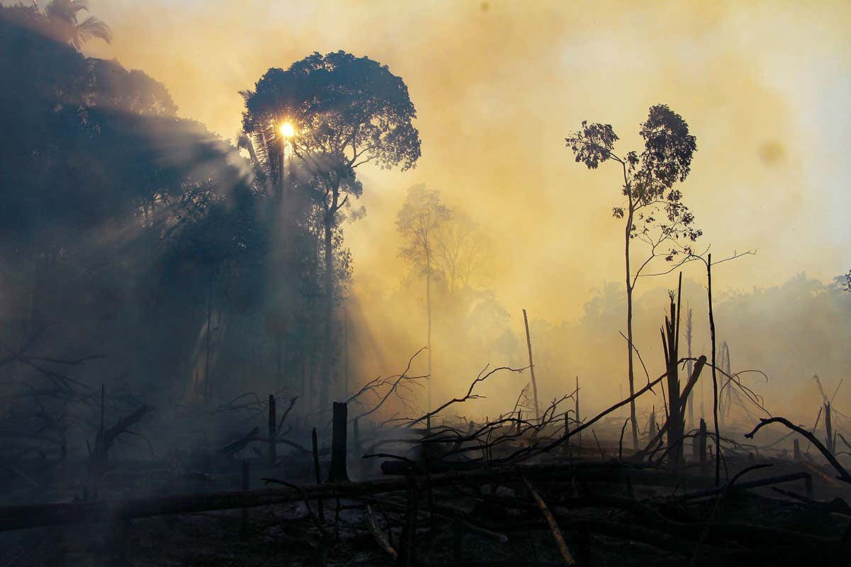 Brazil is using the pandemic to weaken environmental protections