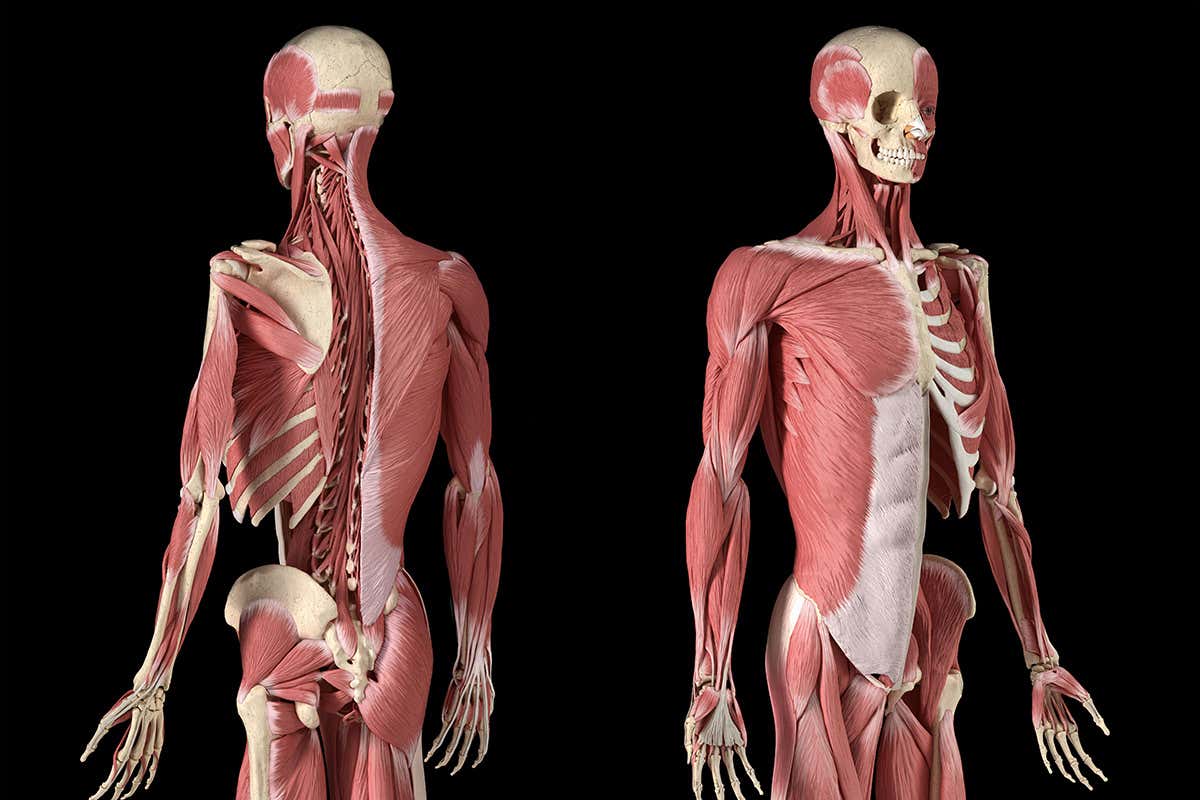 Human musculature