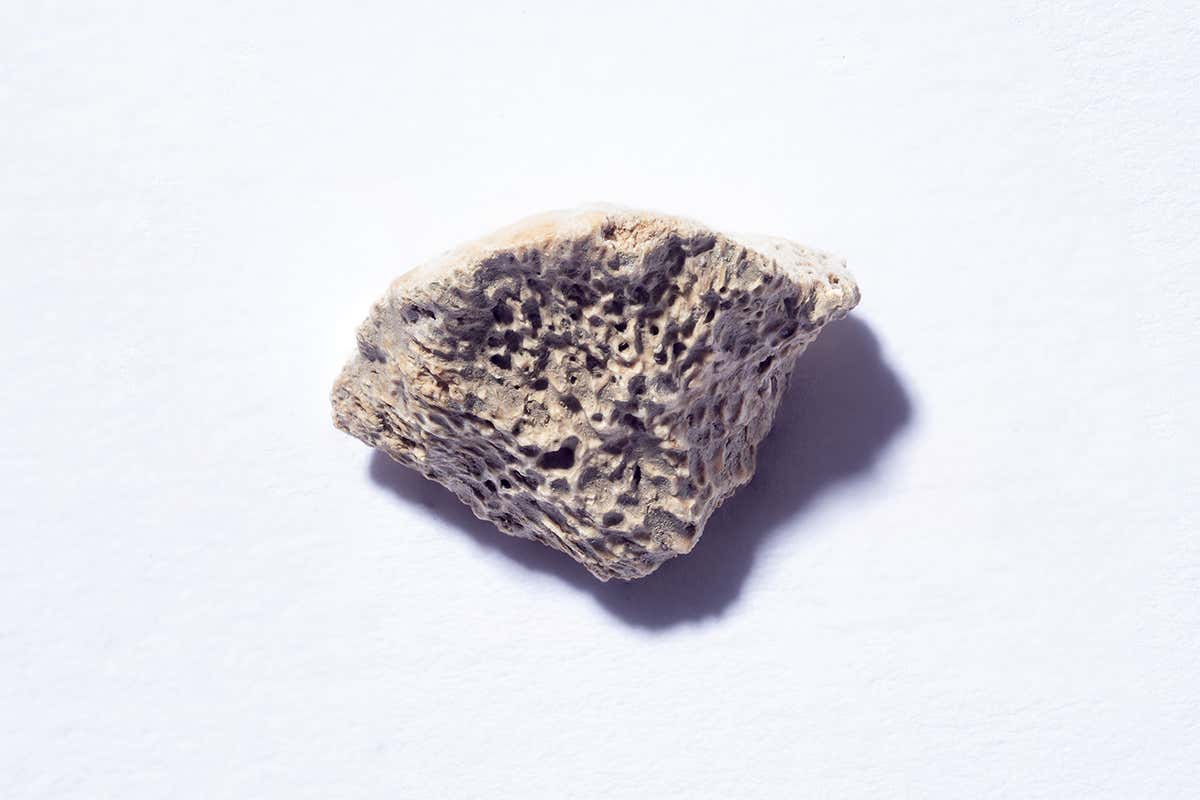 bone fragment