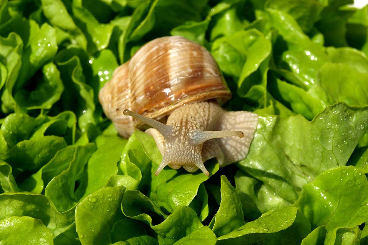 Top tips for stopping slugs and snails wrecking your garden every year