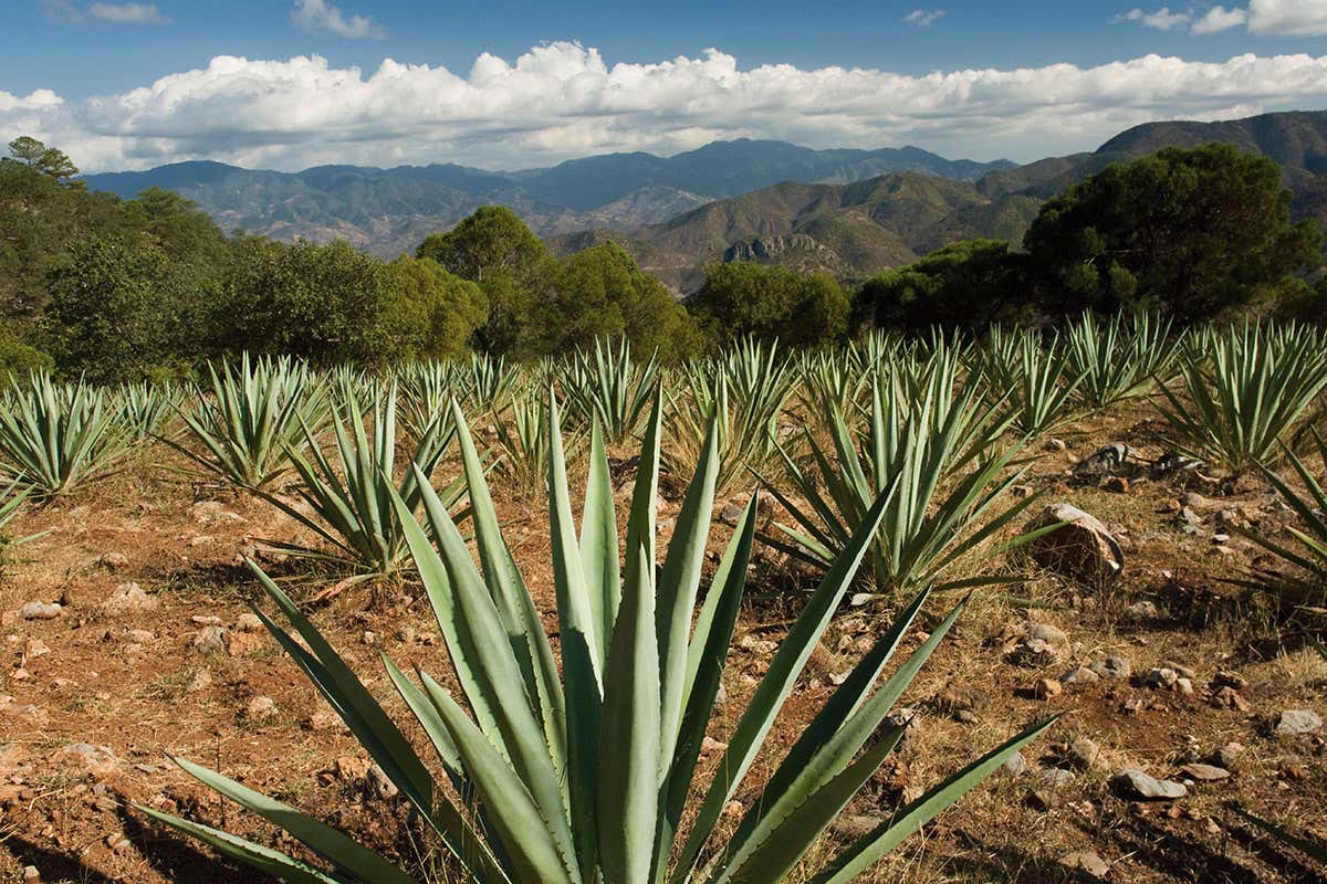Agave
