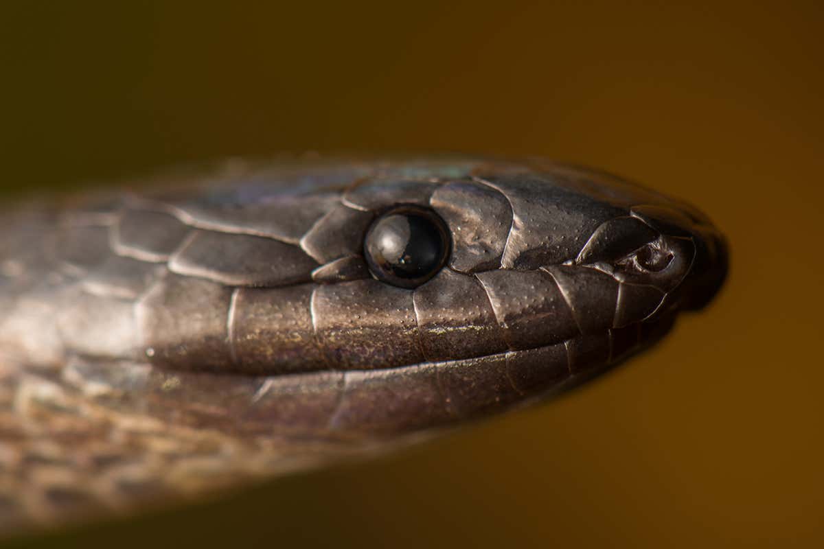 A shadow snake has been rediscovered in Ecuador after 54 years