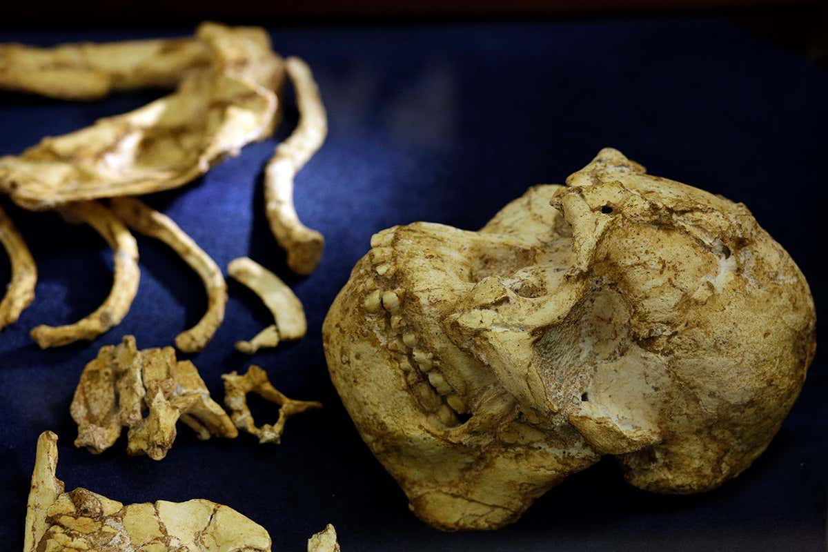‘Little Foot’ hominin was either ill or very hungry in her childhood