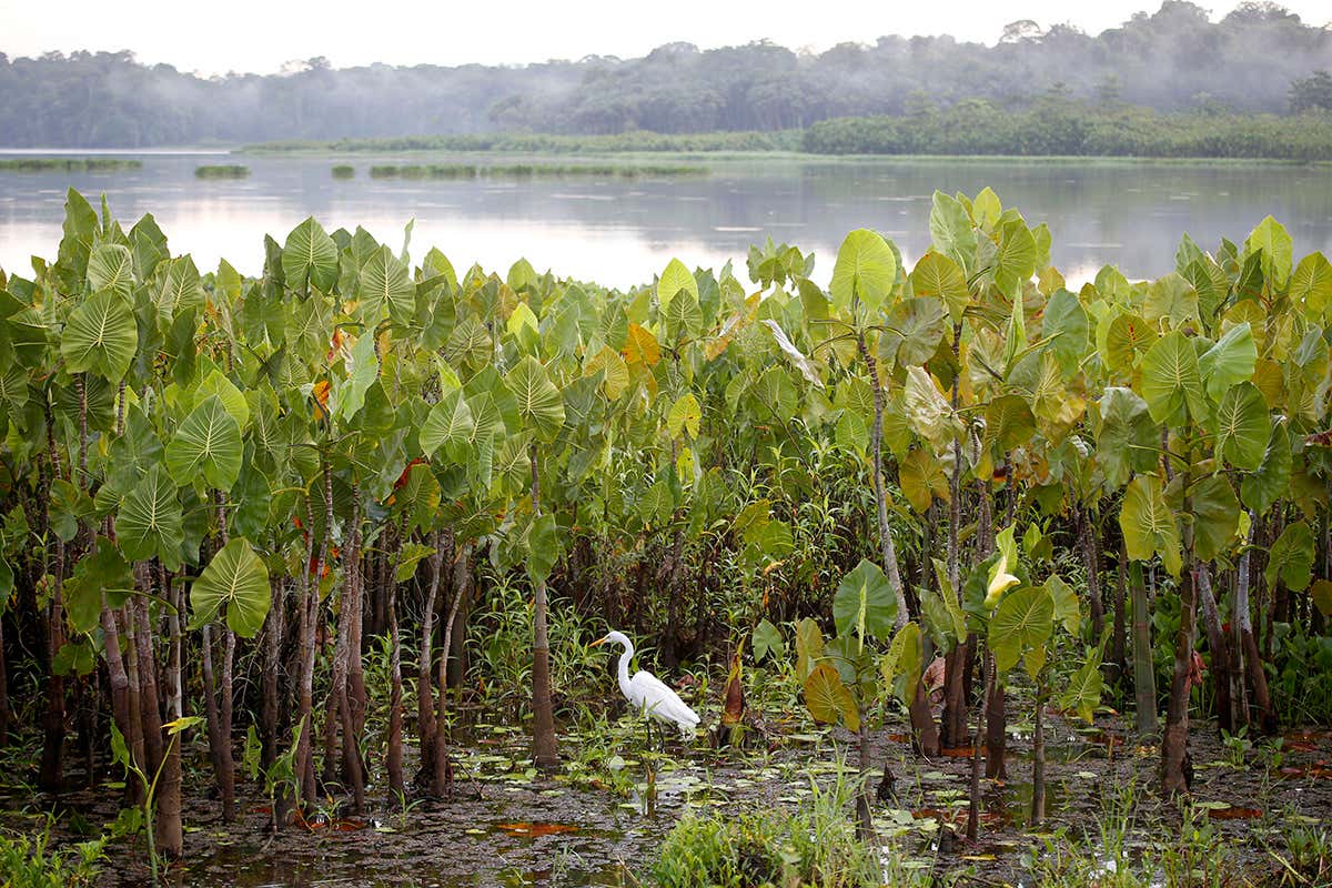 egret in the Amazon